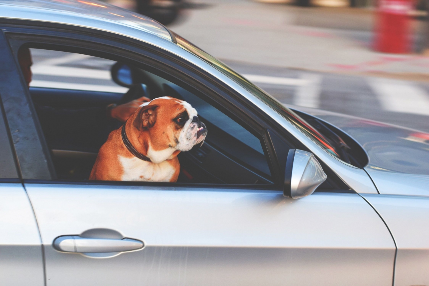 5 Tips for travelling with your pet in your car