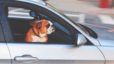 5 Tips for travelling with your pet in your car